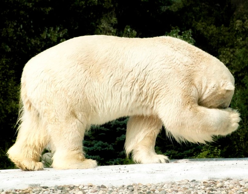ours polaire