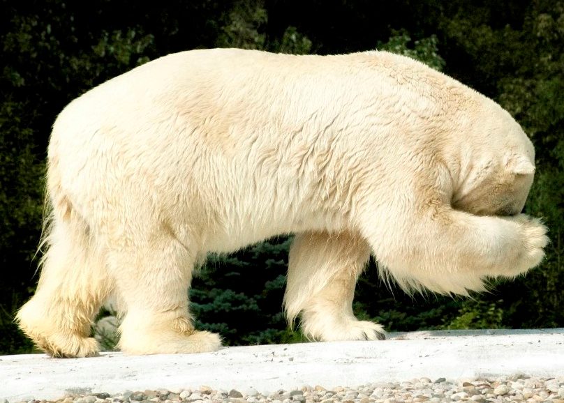 ours polaire
