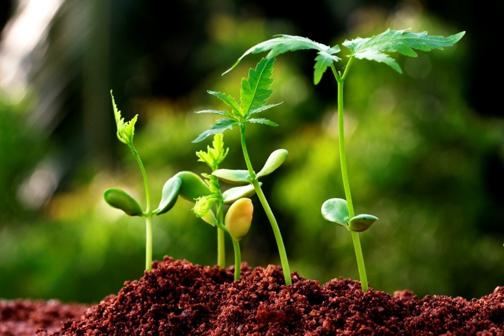 Plantes poussant
