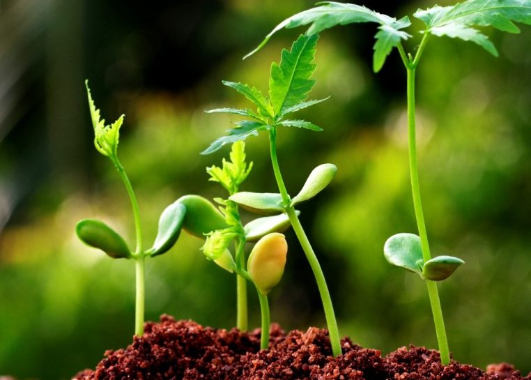 Plantes poussant