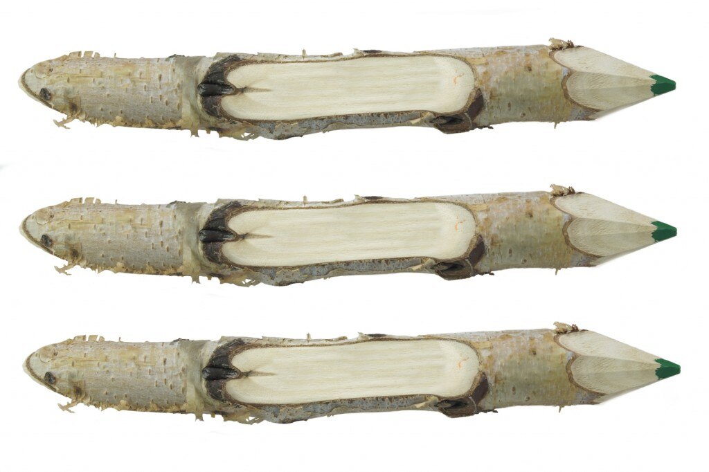 Trois branches sculptées dans des crayons