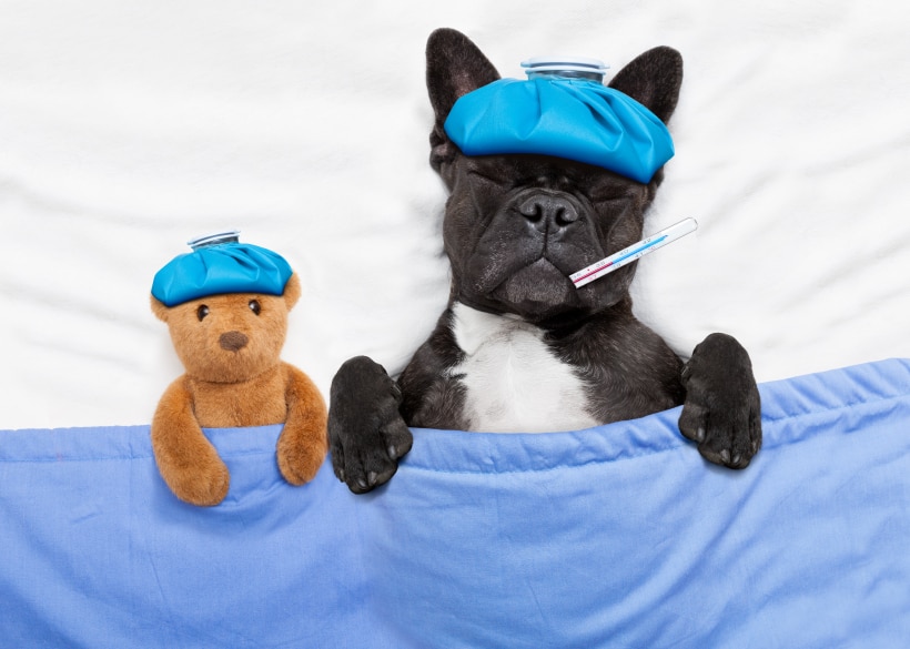 Bouledogue français noir et blanc malade au lit avec un ours en peluche