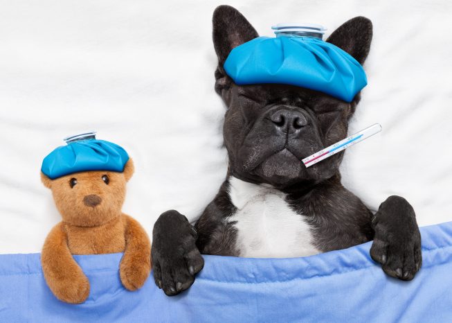 Bouledogue français noir et blanc malade au lit avec un ours en peluche