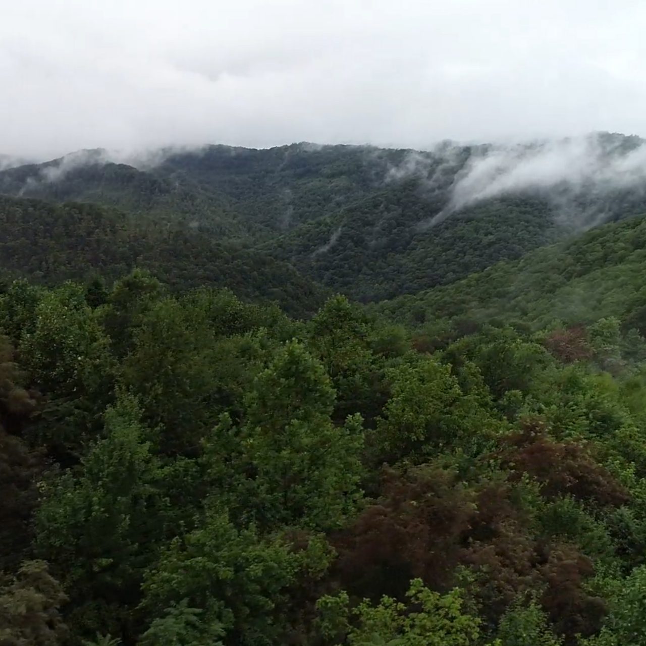 Forêt d’arbres sur des montagnes avec des nuages bas
